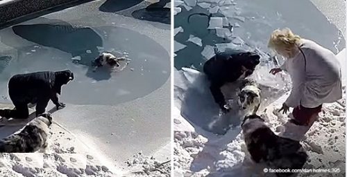 Mann stürzt ins kalte Wasser und rettet Hund aus gefrorenem Pool